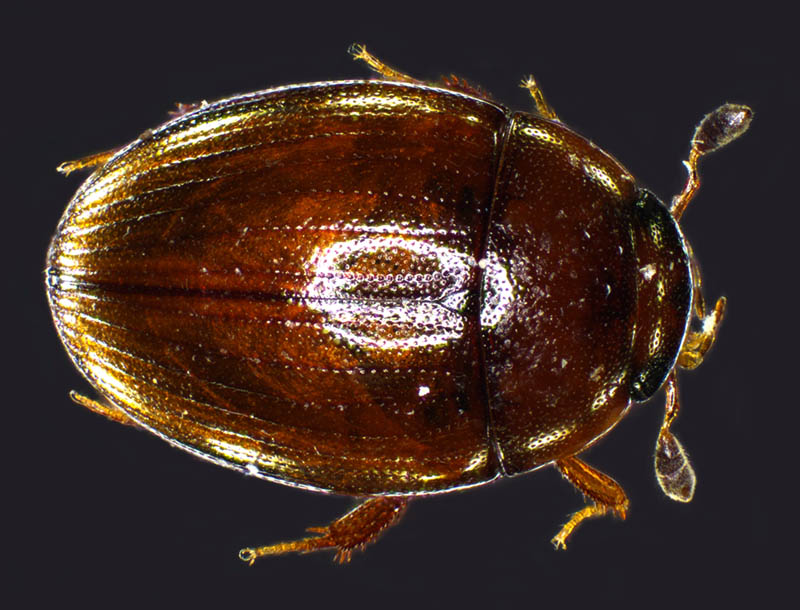 ガムシ科の1種 （Hydrophilidae gen. sp.）