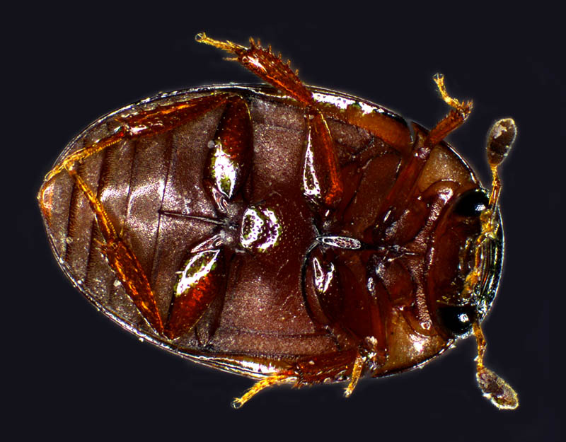 ガムシ科の1種 （Hydrophilidae gen. sp.）