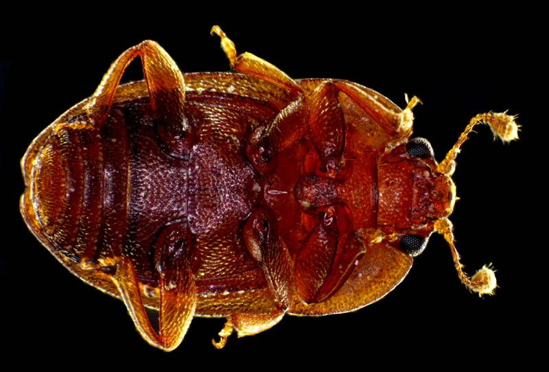 ケシキスイ科の1種 （Nitidulidae gen. sp.）