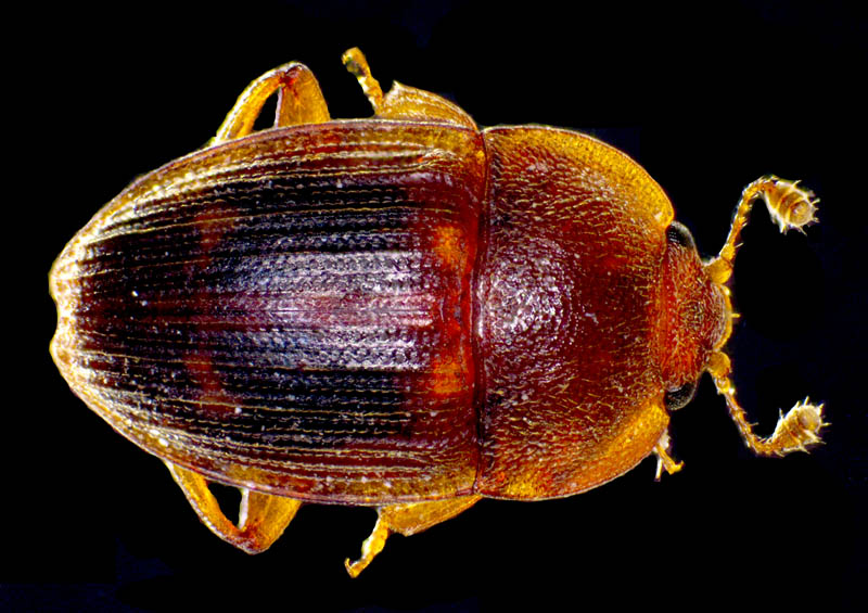 ケシキスイ科の1種 （Nitidulidae gen. sp.）