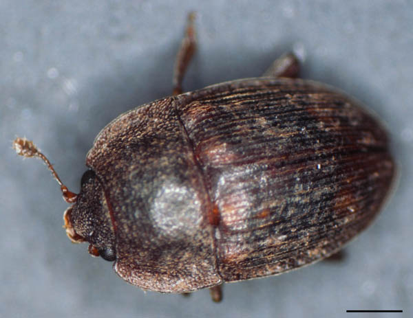 ケシキスイ科の1種 （Nitidulidae gen. sp.）