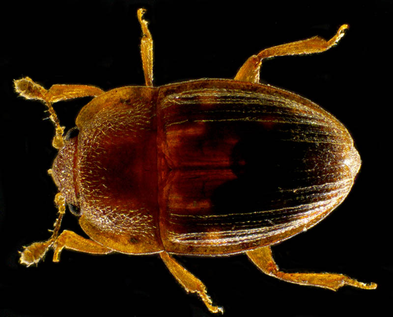ケシキスイ科の1種 （Nitidulidae gen. sp.）