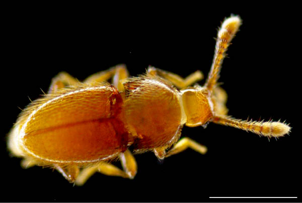 コウチュウ目の1種 (Coleoptera gen. sp.)