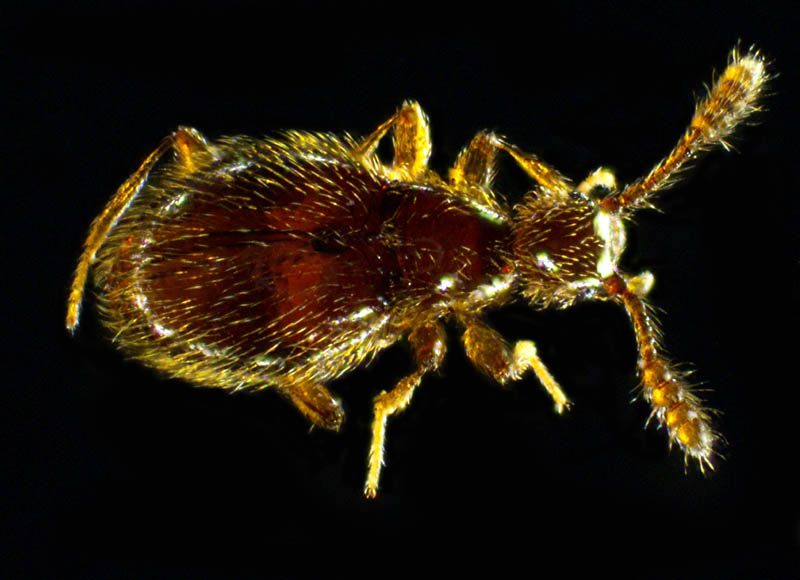 コウチュウ目の1種 (Coleoptera gen. sp.)