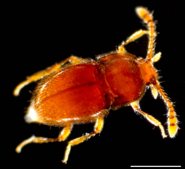 コウチュウ目の1種 (Coleoptera gen. sp.)