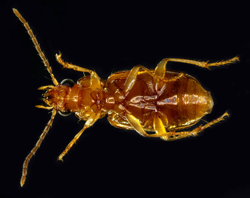 オサムシ科の1種 （Carabidae gen. sp.）