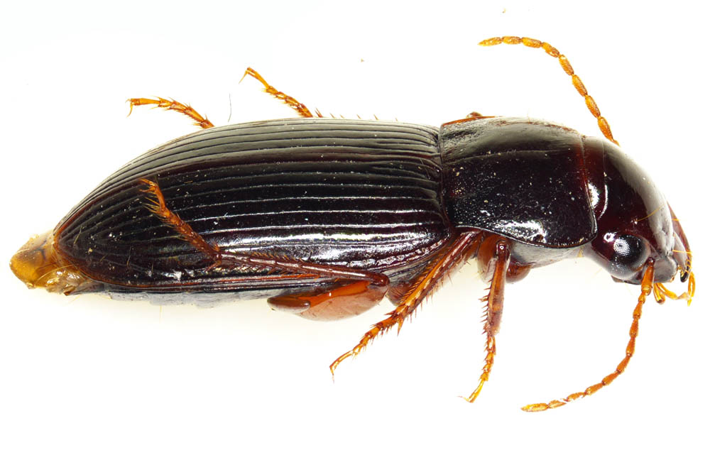 オサムシ科の1種 （Carabidae gen. sp.）