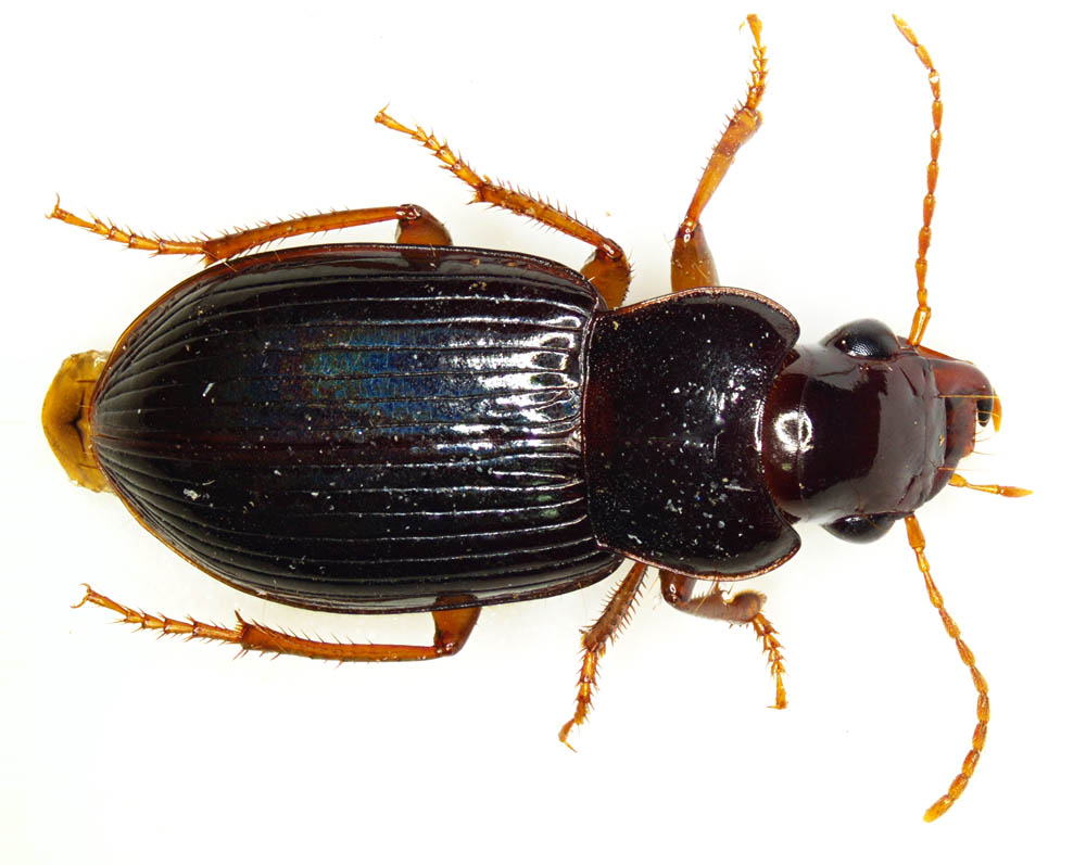 オサムシ科の1種 （Carabidae gen. sp.）