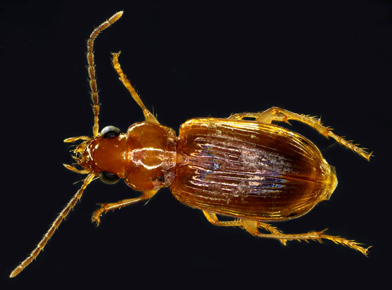 オサムシ科の1種 （Carabidae gen. sp.）