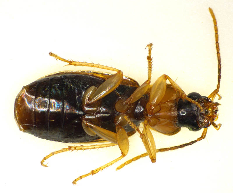 オサムシ科の1種 （Carabidae gen. sp.）