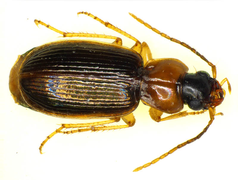 オサムシ科の1種 （Carabidae gen. sp.）