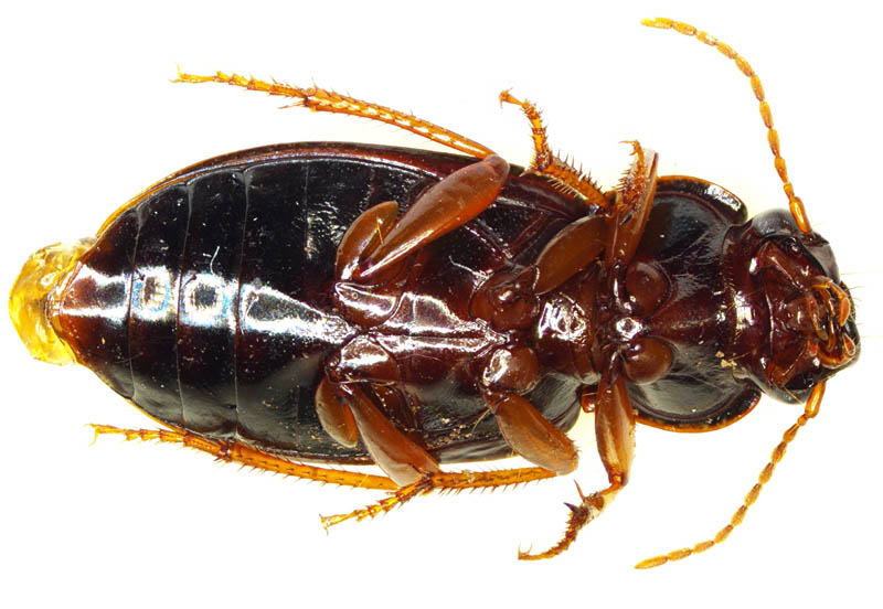オサムシ科の1種 （Carabidae gen. sp.）