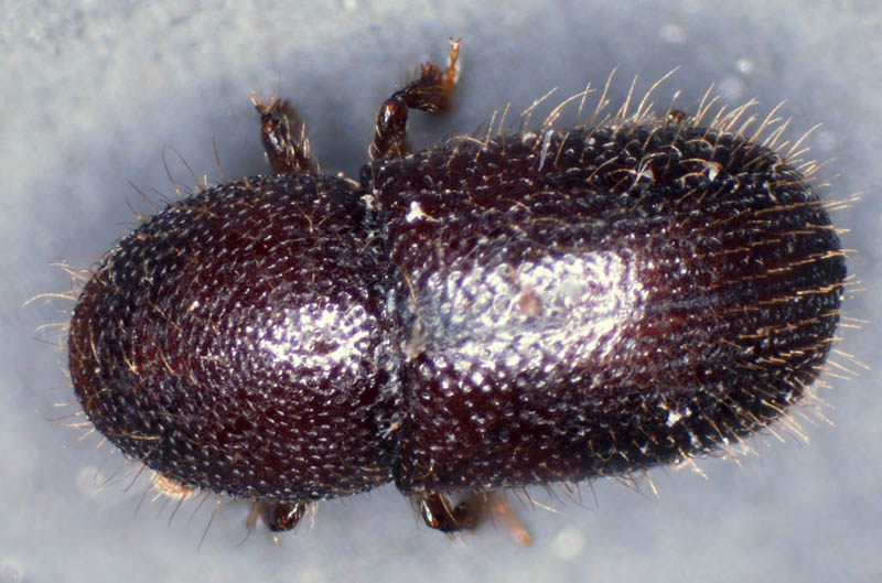 キクイムシ亜科の1種 （Scolytinae gen. sp.）