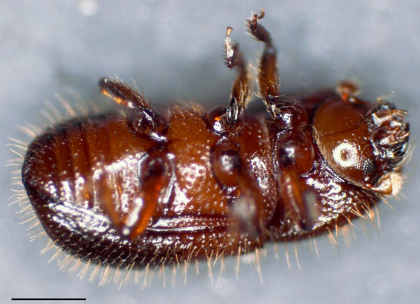 キクイムシ亜科の1種 （Scolytinae gen. sp.）