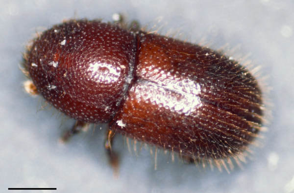 キクイムシ亜科の1種 （Scolytinae gen. sp.）