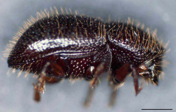 キクイムシ亜科の1種 （Scolytinae gen. sp.）