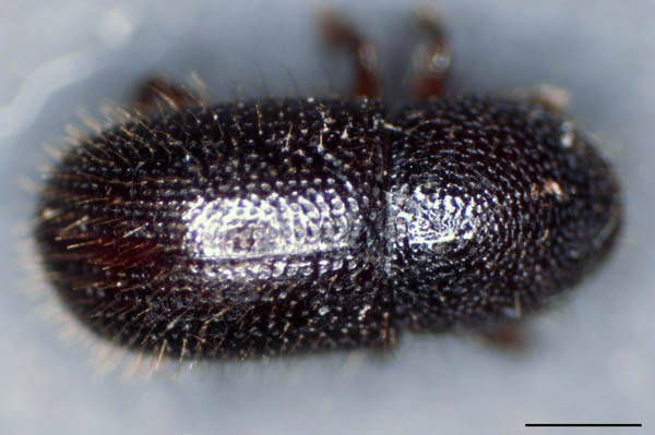 キクイムシ亜科の1種 （Scolytinae gen. sp.）