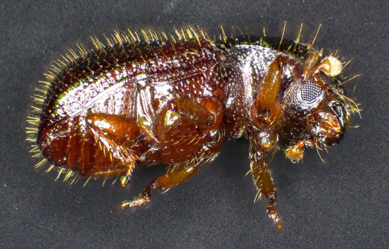 キクイムシ亜科の1種 （Scolytinae gen. sp.）