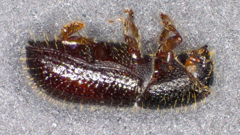 キクイムシ亜科の1種 （Scolytinae gen. sp.）