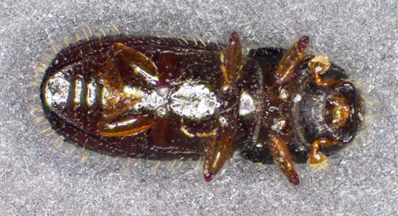 キクイムシ亜科の1種 （Scolytinae gen. sp.）