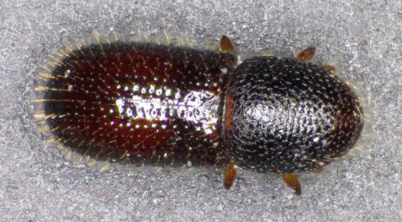 キクイムシ亜科の1種 （Scolytinae gen. sp.）