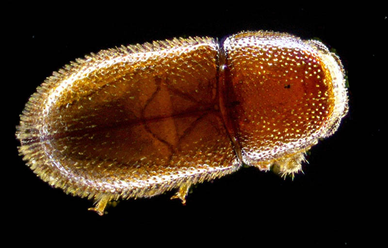 キクイムシ亜科の1種 （Scolytinae gen. sp.）