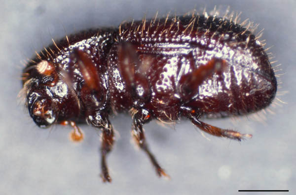 キクイムシ亜科の1種 （Scolytinae gen. sp.）