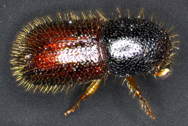 キクイムシ亜科の1種 （Scolytinae gen. sp.）