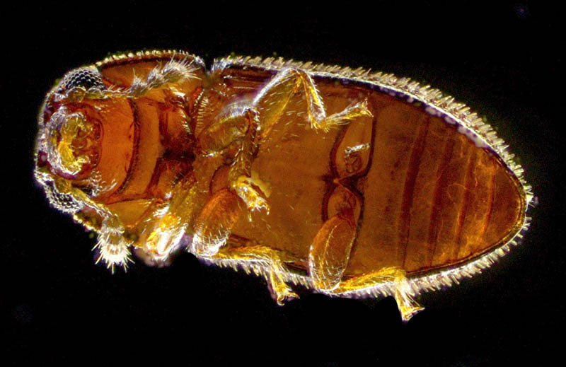 キクイムシ亜科の1種 （Scolytinae gen. sp.）