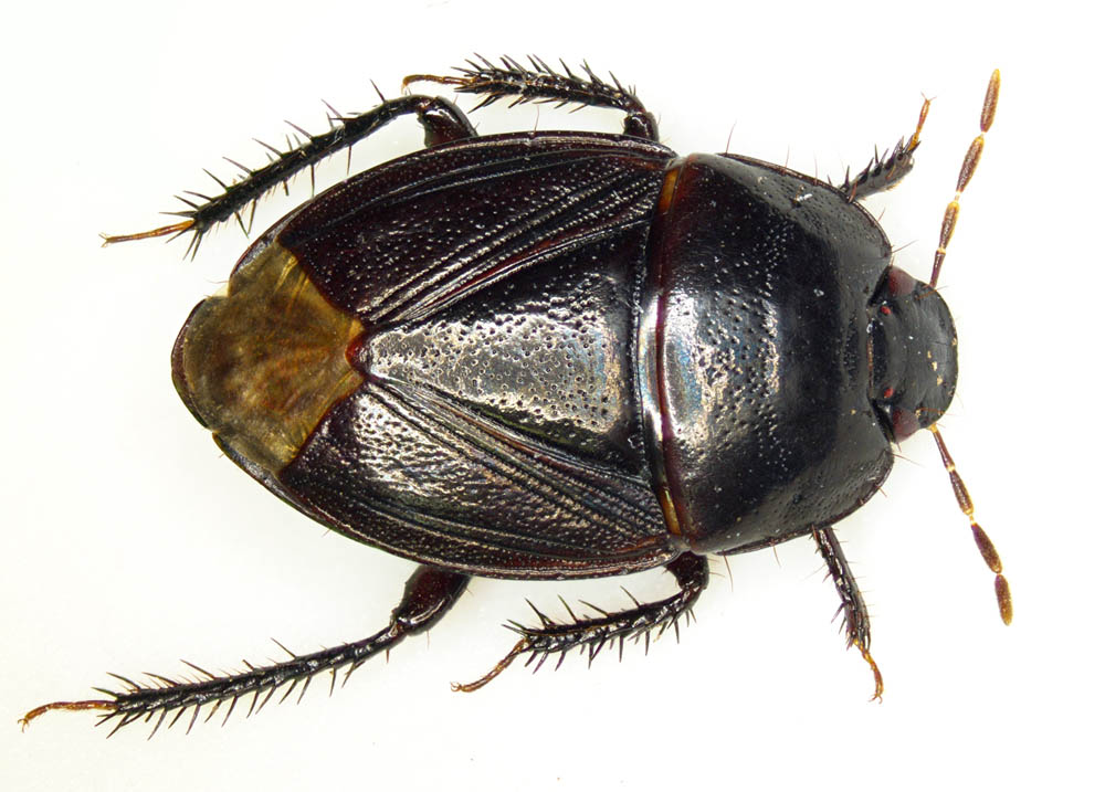 ツチカメムシ（Macroscytus japonensis）