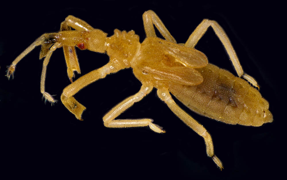 クビナガカメムシ科の1種 （Enicocephalidae gen sp.）