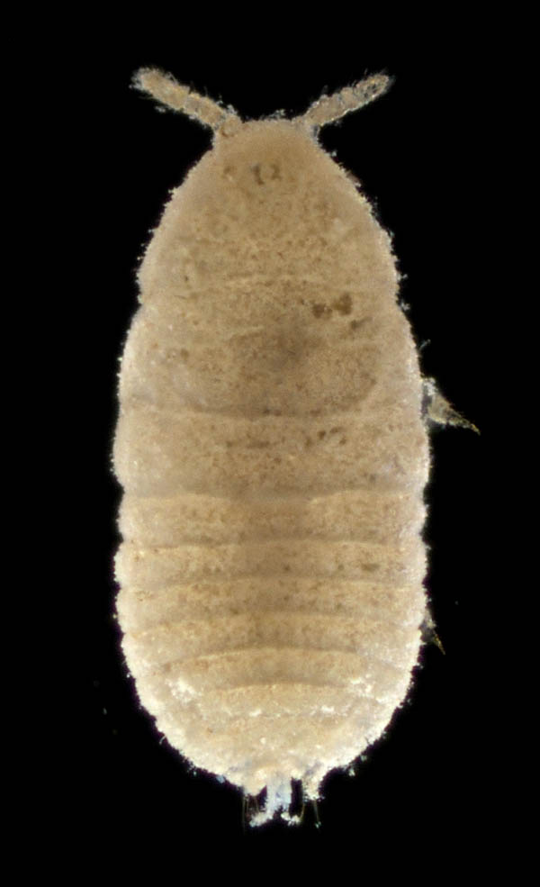 クビナガカメムシ科の1種 （Enicocephalidae gen sp.）