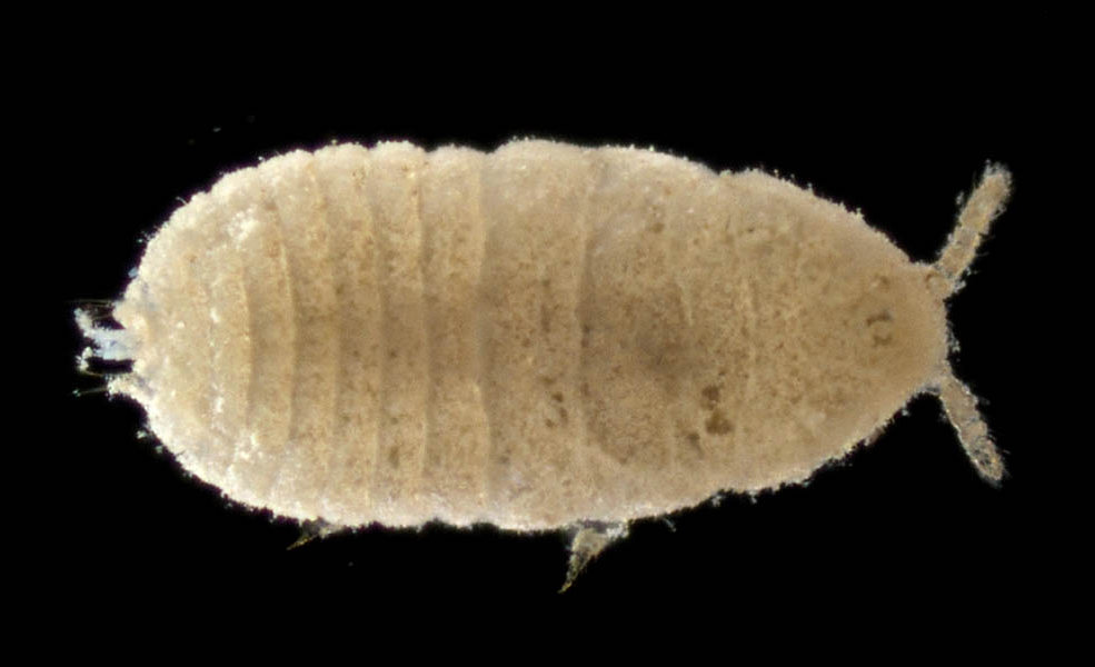 カイガラムシ上科の1種 (Coccoidea gen. sp.)