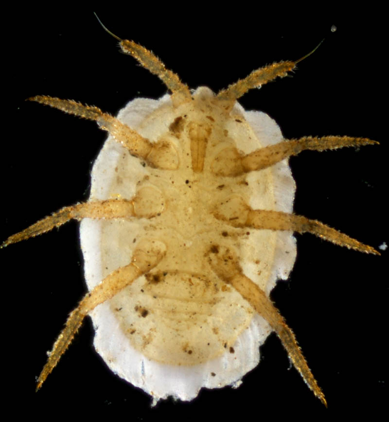 クビナガカメムシ科の1種 （Enicocephalidae gen sp.）