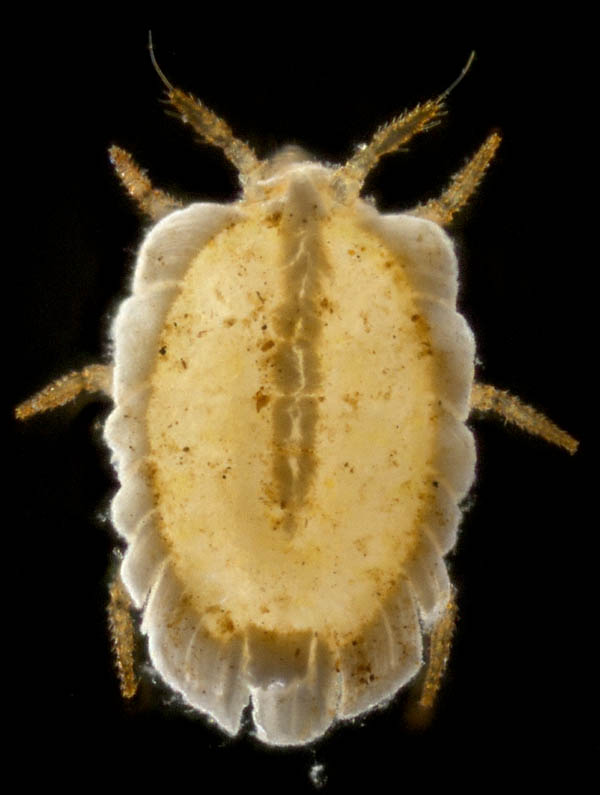 クビナガカメムシ科の1種 （Enicocephalidae gen sp.）