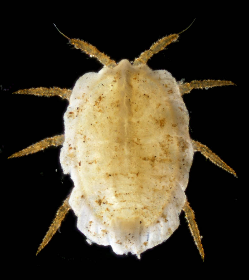 クビナガカメムシ科の1種 （Enicocephalidae gen sp.）