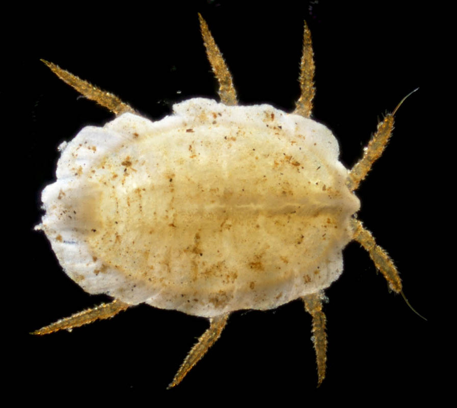 カイガラムシ上科の1種 (Coccoidea gen. sp.)