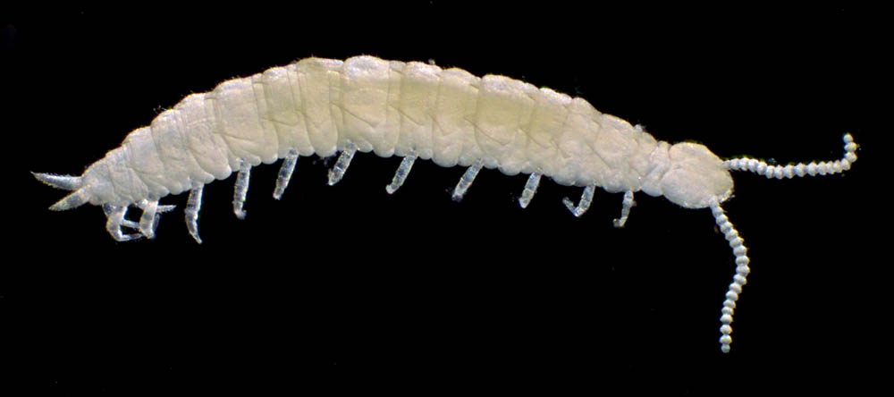 コムカデ綱の1種 (Symphyla gen. sp.)