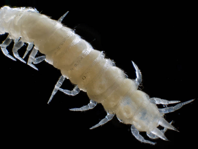 コムカデ綱の1種 (Symphyla gen. sp.)