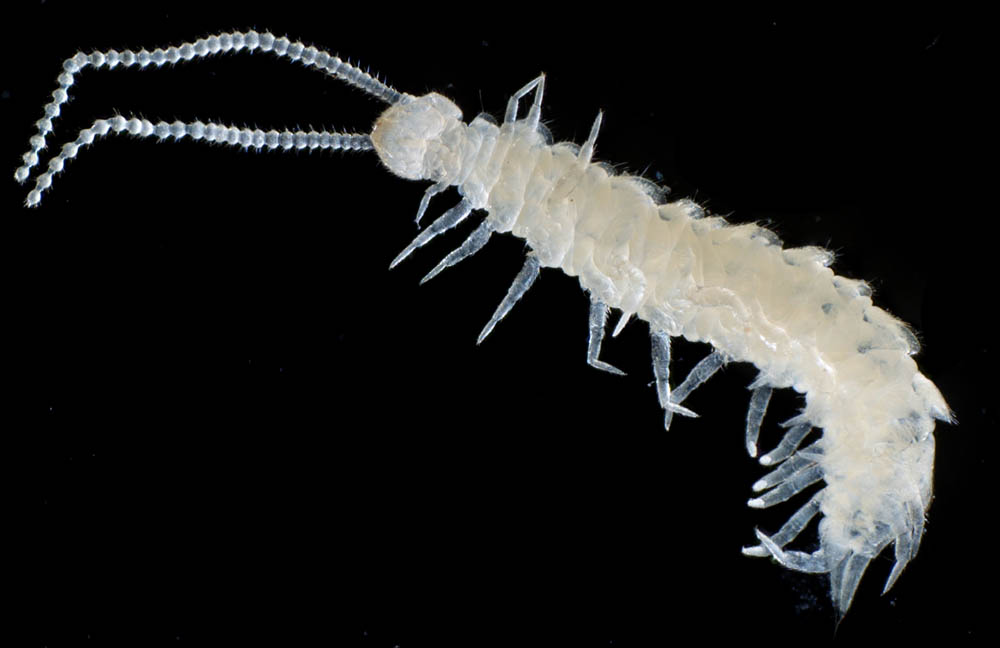 コムカデ綱の1種 (Symphyla gen. sp.)