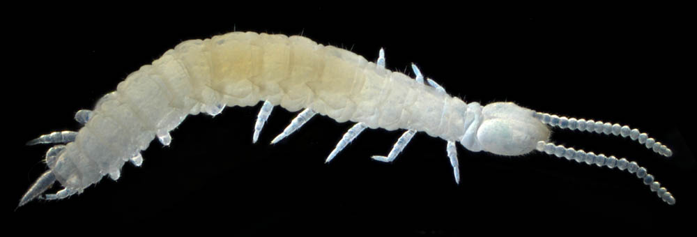 コムカデ綱の1種 (Symphyla gen. sp.)