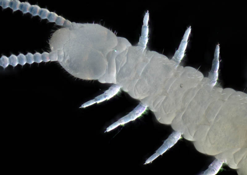 コムカデ綱の1種 (Symphyla gen. sp.)