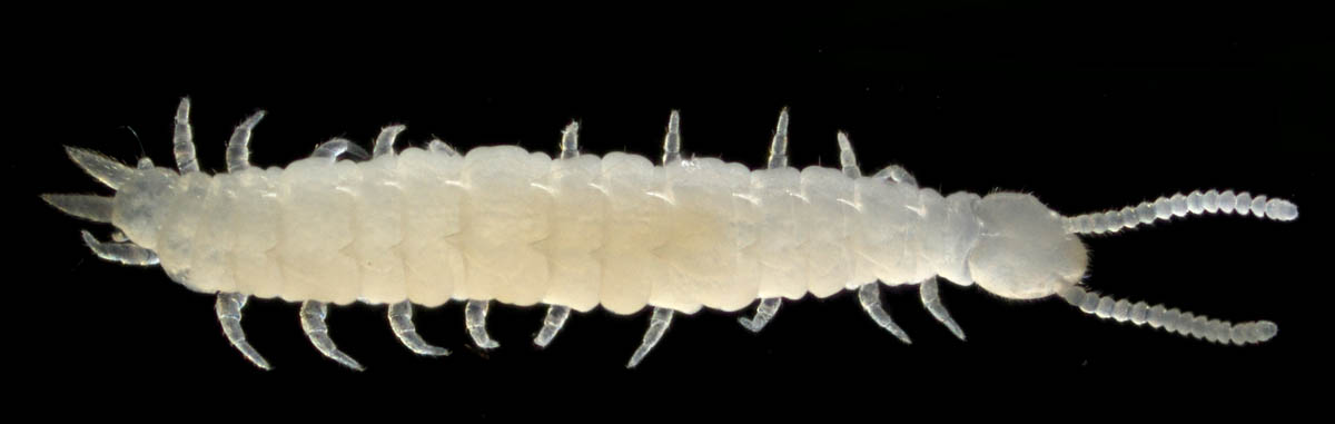 コムカデ綱の1種 (Symphyla gen. sp.)