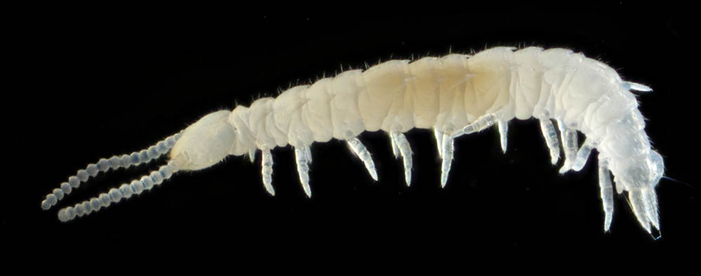 コムカデ綱の1種 (Symphyla gen. sp.)