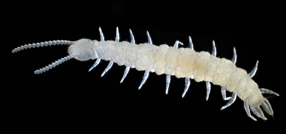 コムカデ綱の1種 (Symphyla gen. sp.)