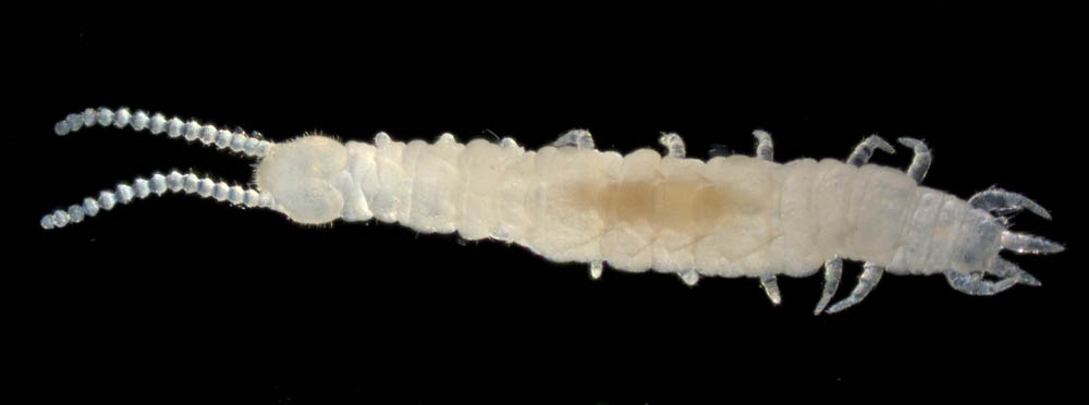 コムカデ綱の1種 (Symphyla gen. sp.)