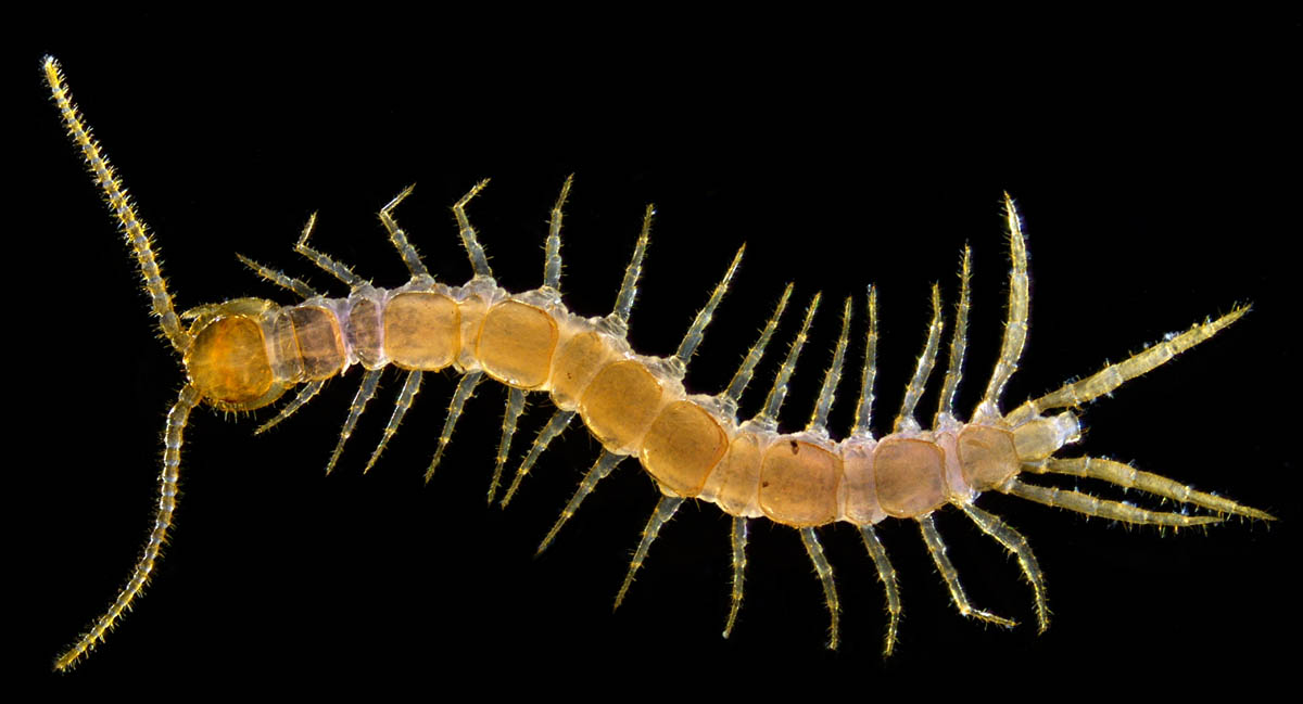 イシムカデ目の1種 （Lithobiomorpha gen. sp.）