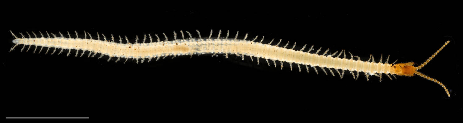 ジムカデ目の1種 (Geophilomorpha gen. sp.)
