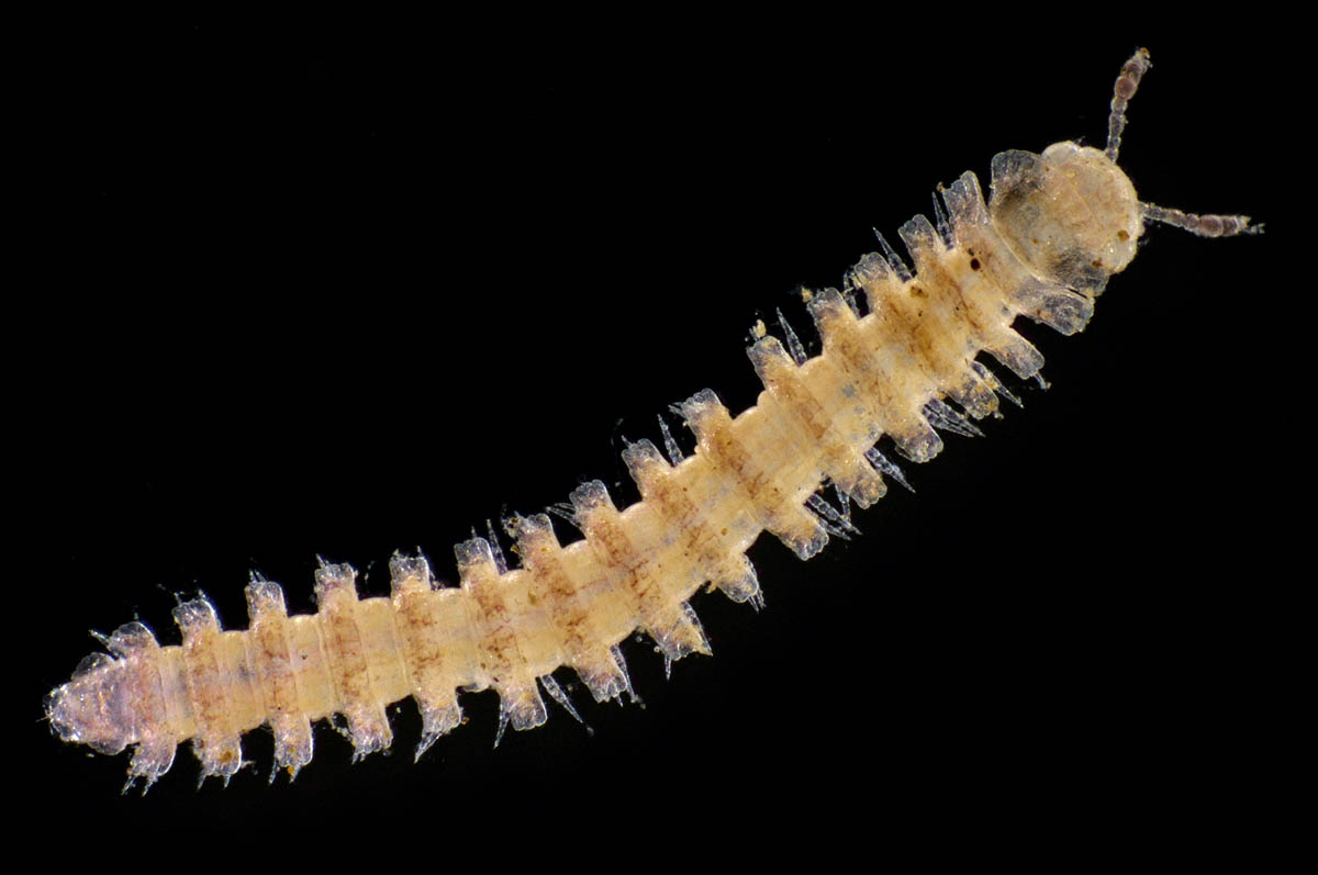 ヤスデ綱の1種 （Diplopoda gen. sp.)