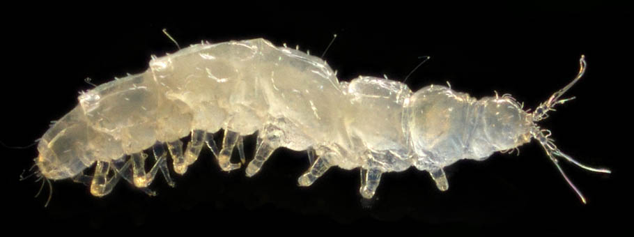 エダヒゲムシ綱の1種 (Pauropoda gen. sp.)